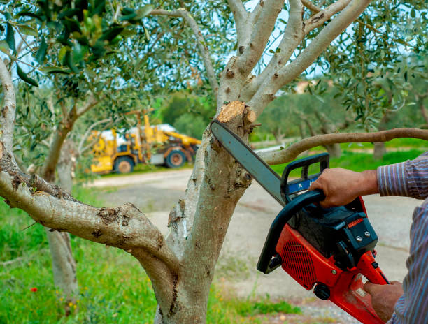 Best Emergency Storm Tree Removal  in Dana, NC